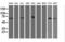F-Box Protein 21 antibody, M13227, Boster Biological Technology, Western Blot image 