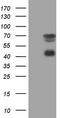 Mesothelin antibody, CF805261, Origene, Western Blot image 