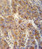 Vesicle Associated Membrane Protein 4 antibody, LS-C160497, Lifespan Biosciences, Immunohistochemistry paraffin image 