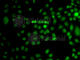 Transcriptional Repressor GATA Binding 1 antibody, A7743, ABclonal Technology, Immunofluorescence image 