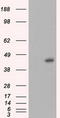 MCL1 Apoptosis Regulator, BCL2 Family Member antibody, TA500984, Origene, Western Blot image 