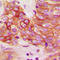 Calmodulin antibody, LS-C354566, Lifespan Biosciences, Immunohistochemistry frozen image 