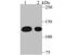 Spectrin Repeat Containing Nuclear Envelope Protein 1 antibody, A02192, Boster Biological Technology, Western Blot image 