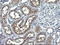 Anaphase-promoting complex subunit 11 antibody, LS-C338087, Lifespan Biosciences, Immunohistochemistry frozen image 