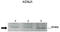 ATP-sensitive inward rectifier potassium channel 1 antibody, TA338741, Origene, Western Blot image 