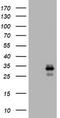CD99 Molecule (Xg Blood Group) antibody, TA800910S, Origene, Western Blot image 