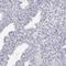 Small Integral Membrane Protein 2 antibody, HPA026891, Atlas Antibodies, Immunohistochemistry frozen image 
