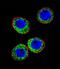 Membrane Metalloendopeptidase antibody, A04065, Boster Biological Technology, Immunofluorescence image 