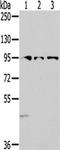Semaphorin-6A antibody, TA351644, Origene, Western Blot image 