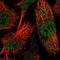 Endoplasmic Reticulum-Golgi Intermediate Compartment 1 antibody, NBP1-83963, Novus Biologicals, Immunofluorescence image 