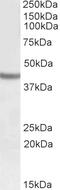 Spondin 2 antibody, 42-564, ProSci, Enzyme Linked Immunosorbent Assay image 