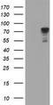 Sec1 family domain-containing protein 1 antibody, TA504720, Origene, Western Blot image 