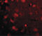 SLIT And NTRK Like Family Member 4 antibody, LS-B3219, Lifespan Biosciences, Immunofluorescence image 