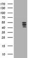Homeobox D10 antibody, TA800817AM, Origene, Western Blot image 