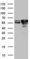 Staufen Double-Stranded RNA Binding Protein 1 antibody, LS-C798936, Lifespan Biosciences, Western Blot image 