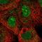 MAX Interactor 1, Dimerization Protein antibody, HPA056762, Atlas Antibodies, Immunofluorescence image 