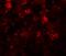 Solute Carrier Family 39 Member 12 antibody, A10066, Boster Biological Technology, Immunofluorescence image 