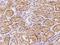 Galactokinase 2 antibody, 200524-T08, Sino Biological, Immunohistochemistry paraffin image 