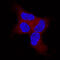 BAK1 antibody, AF816, R&D Systems, Immunofluorescence image 