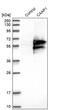 Caspase Activity And Apoptosis Inhibitor 1 antibody, PA5-54198, Invitrogen Antibodies, Western Blot image 