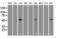 Serine/Threonine Kinase 39 antibody, GTX83542, GeneTex, Western Blot image 