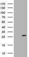 Sex Determining Region Y antibody, LS-C174164, Lifespan Biosciences, Western Blot image 