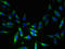 Probable N-acetyltransferase 8 antibody, LS-C380044, Lifespan Biosciences, Immunofluorescence image 