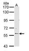RCC1 And BTB Domain Containing Protein 2 antibody, TA308008, Origene, Western Blot image 