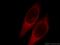 G Protein Nucleolar 1 (Putative) antibody, 14078-1-AP, Proteintech Group, Immunofluorescence image 