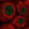 Zinc Finger Protein 22 antibody, NBP2-58405, Novus Biologicals, Immunofluorescence image 