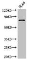Arginyl-TRNA Synthetase antibody, LS-C396541, Lifespan Biosciences, Western Blot image 