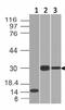 Chymotrypsin Like Elastase 3B antibody, GTX34685, GeneTex, Western Blot image 