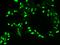 Platelet Derived Growth Factor C antibody, 10273-R004, Sino Biological, Immunohistochemistry frozen image 