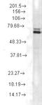 HSP70 antibody, LS-C231097, Lifespan Biosciences, Western Blot image 
