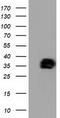 Non-Homologous End Joining Factor 1 antibody, TA502005, Origene, Western Blot image 