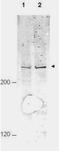 Anaphase Promoting Complex Subunit 1 antibody, orb345507, Biorbyt, Western Blot image 