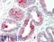 N-Acetyltransferase 1 antibody, LS-B10592, Lifespan Biosciences, Immunohistochemistry frozen image 