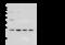 M31 antibody, 100765-T46, Sino Biological, Western Blot image 
