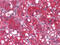 Proto-oncogene Wnt-1 antibody, M00354, Boster Biological Technology, Immunohistochemistry paraffin image 
