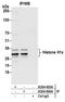 H1 Histone Family Member X antibody, A304-604A, Bethyl Labs, Immunoprecipitation image 