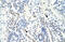 Pogo Transposable Element Derived With ZNF Domain antibody, 29-021, ProSci, Enzyme Linked Immunosorbent Assay image 