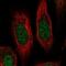 Ribosomal Protein S19 antibody, NBP2-68805, Novus Biologicals, Immunofluorescence image 