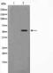 Zinc Finger And SCAN Domain Containing 26 antibody, orb225358, Biorbyt, Western Blot image 