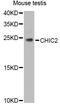 Cysteine-rich hydrophobic domain 2 protein antibody, orb373889, Biorbyt, Western Blot image 