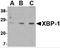 X-Box Binding Protein 1 antibody, 3685, ProSci Inc, Western Blot image 