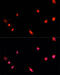 PR/SET Domain 14 antibody, 22-270, ProSci, Immunofluorescence image 
