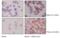 HLA class II histocompatibility antigen, DRB1-4 beta chain antibody, 1167, ProSci Inc, Immunocytochemistry image 