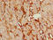 Pre-rRNA-processing protein TSR2 homolog antibody, LS-C679908, Lifespan Biosciences, Immunohistochemistry paraffin image 