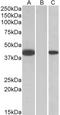 Fanconi anemia group F protein antibody, LS-C139593, Lifespan Biosciences, Western Blot image 