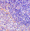 Fas Associated Factor 1 antibody, 3993, ProSci Inc, Immunohistochemistry frozen image 
